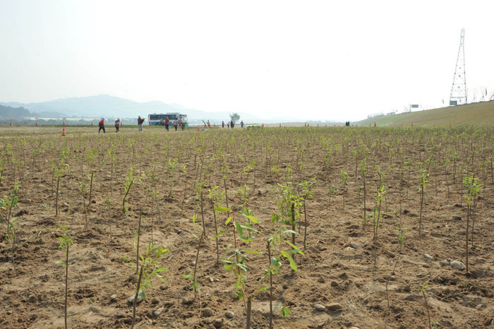 ▲ 금남보 1공구 둔치에 갯버들 군락지 조성 예정지에서 조경회사 인부들이 묘목을 심고 있다.