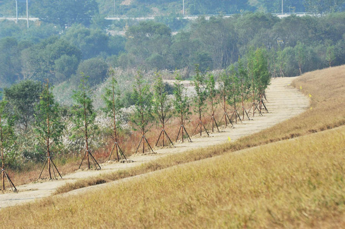 ▲ 미호천과 금강과 만나는 합강공원 습지 인근 산책로. 벌써 잔디가 곱게 자라있고 산책로에 심은 메타세콰이어도 색이 짙어졌다.