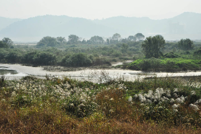 ▲ 금남보 인근 합강습지. 자연습지를 보존했다.