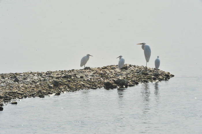 ▲ 합강습지 앞에 모인 백로 가족.