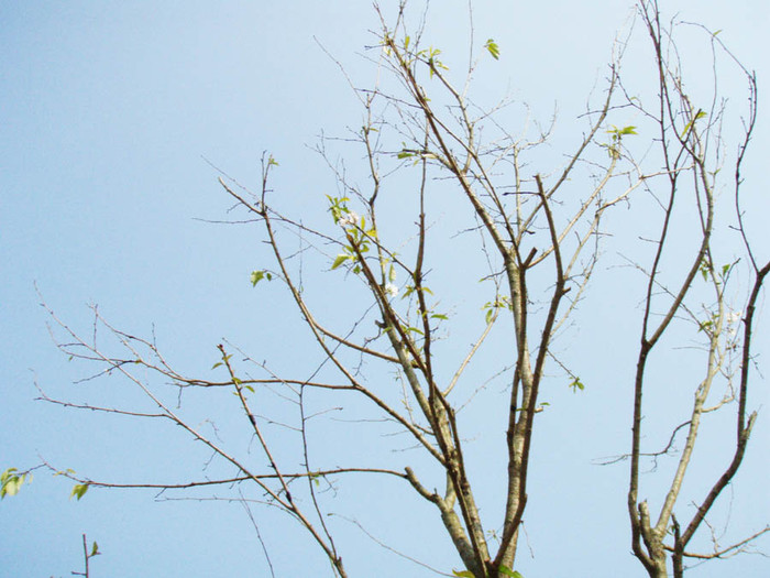 ▲ 한달전 심은 왕벚나무가 봄인줄 아는지 꽃을 피웠다.