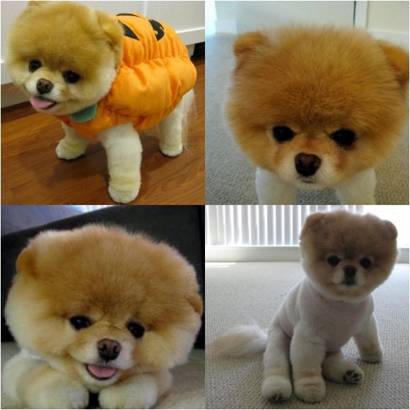 ▲ 세계에서 가장 인기있는 강아지 '부'ⓒ페이스북 '부' 홈페이지