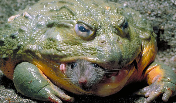 ▲ 생쥐를 한 입에 잡아먹는 아프리카 황소개구리. ⓒ 더선 캡쳐