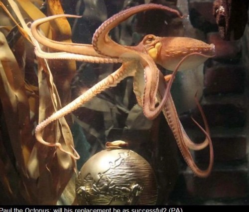 ▲ 점쟁이 문어 후계자 '파울2세'가 공개됐다. ⓒ영국 '메트로' 캡처