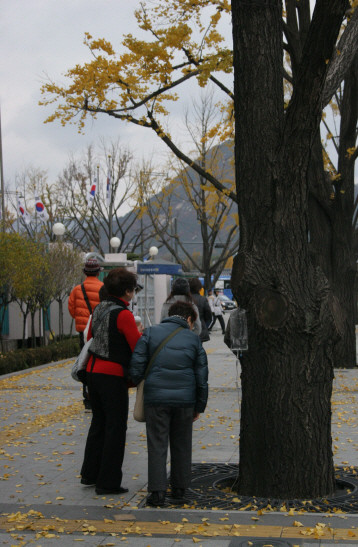 ▲ 8일 오전 종로구 정부종합청소 앞에 심어진 은행나무에 달린 영양수액 주사기를 관광객들이 살펴보고 있다.ⓒ뉴데일리