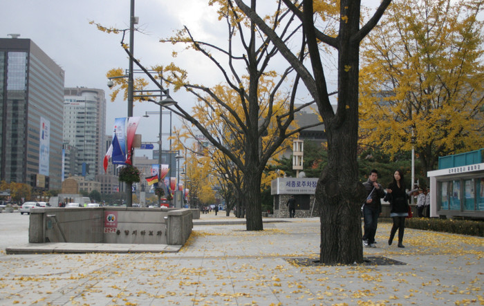 ▲ 수억원을 쏟아부어 옮겨심은 광화문 은행나무들이 갈수록 상태가 나빠지고 있다. 8일 오전 잎이 거의 없는 이주 은행나무 주변으로 아직도 잎이 풍성한 기존 은행나무가 대조를 이루고 있다.ⓒ뉴데일리