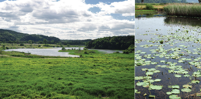 ▲ [좌측] 경기도 여주군 강천면 굴암리 바위늪구비습지  [우측] 경상북도 고령군 개진면에 위치한 박석진습지에 수련꽃이 군락을 이루고 있다
