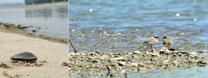 ▲ [좌측] 여주군 여주읍의 연양지구 모래톱에 살고 있는 말조개  [우측] 금강 곰나루 모래톱에 놀러온 흰목물떼새 한쌍