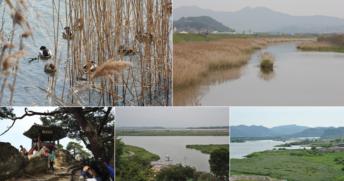 ▲ [좌측상단부터 시계방향] 금강하구둑 가창오리, 서천 길산천, 옥녀봉 개척지구, 왕진나루, 백화정