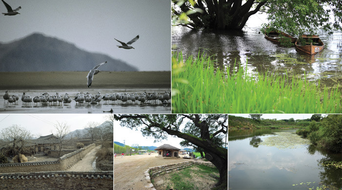 ▲ [좌측상단부터 시계방향] 을숙도의 재갈매기와 괭이갈매기 무리, 우포늪, 달성습지, 삼강주막, 안동 하회마을