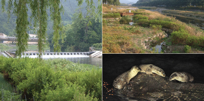 ▲ [좌측] 전주천 한벽보 주변의 수변공간  [우측 상단] 전주천 어은교 상류에 조성된 습지  [우측 하단] 전주천에 살고 있는 수달가족
