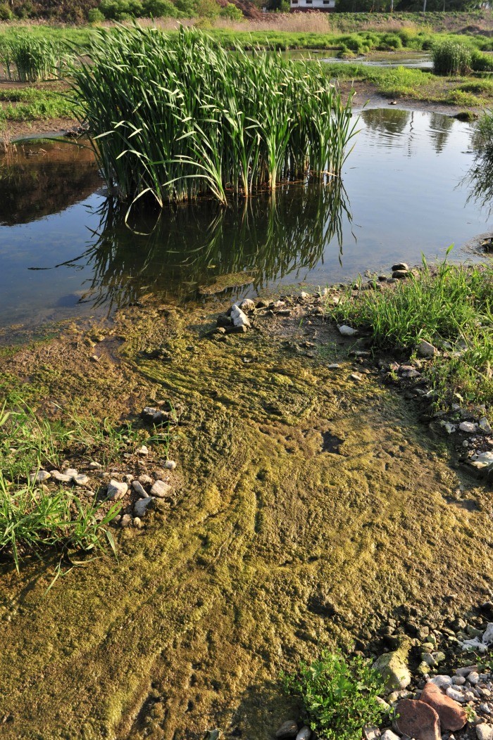 ▲ 영산강 8공구 담양읍 강쟁리 앞에서 본 영산강. 물고기 한마리도 살기 어려울듯이 오염됐다.