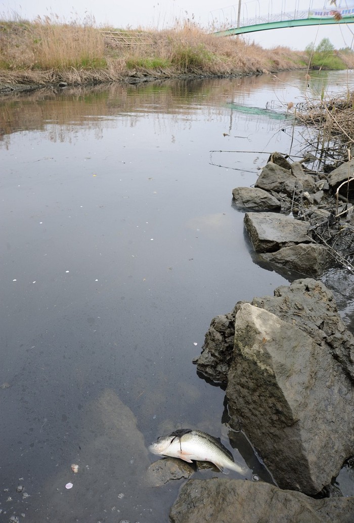 ▲ 금강 본류와 지천이 합류되는 곳에 죽은 물고기.  마을에서 내려온 폐수로 인해 숨쉬기 힘들정도로 냄새가 나는 등 오염이 심했다.