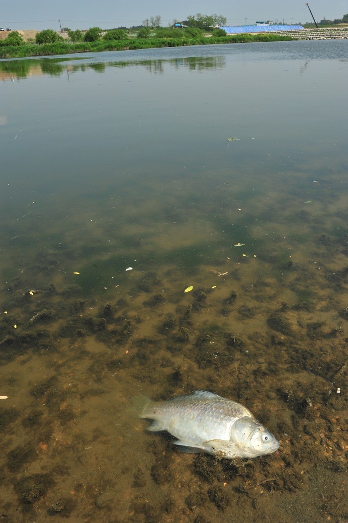 ▲ 영산강 살리기 6공구 노안면 학산리 영산강 6공구 현장 인근에 죽어있는 물고기.
