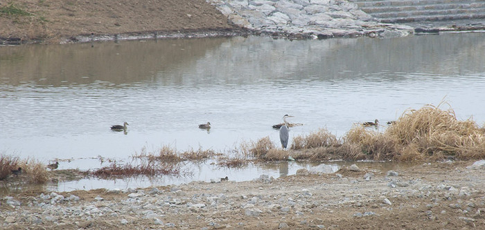 ▲ 벌써 물고기가 많아져 오리들이 늘었고, 두루미까지 찾았다.