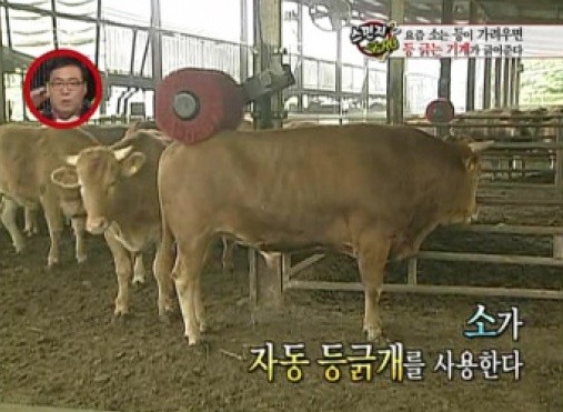 ▲ 소의 등을 자동으로 긁어주는 기계가 등장해 관심을 끌고 있다. ⓒ KBS 방송화면