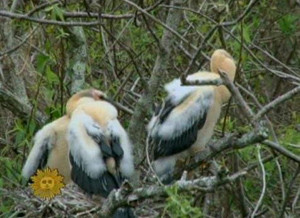 ▲ 환경오염으로 인해 요즘은 새들도 동성애 조짐을 보이고 있다고 한 대학 연구보고서가 경고했다.ⓒ유코피아닷컴 캡처