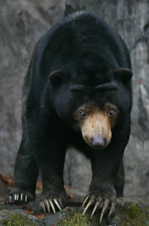 ▲ 경찰과 소방당국 등은 지난 6일 서울대공원을 탈출한 말레이곰의 수색작업을 벌이고 있다. 이 사진은 우리를 탈출한 말레이곰 '꼬마'(6) 최근 모습이다. ⓒ 연합뉴스