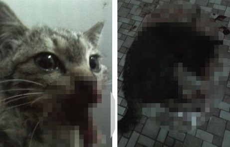 ▲ 지난 9일 오후 인터넷 커뮤니티 '디시인사이드-고양이갤러리'에서는 '차차'라고 불리는 어린 고양이를 무참히 학대한 사진 4장이 올라와 충격을 주고 있다. ⓒ 디시인사이드 야옹이갤러리 캡쳐