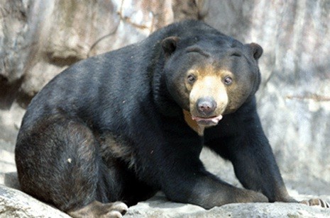 ▲ 서울대공원을 탈출한 말레이 곰에 대한 수색작업이 계속되고 있지만 곰을 찾지 못해 수사가 난항으로 빠지고 있다. ⓒ 연합뉴스