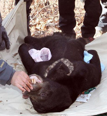▲ 지난 6일 경기도 과천 서울대공원을 탈출해 청계산으로 달아났던 6살짜리 수컷 말레이곰 '꼬마'가 탈출 9일 만에 포획됐다. 이 사진은 포획돼 들것에 옮겨지는 꼬마의 모습이다. ⓒ 연합뉴스