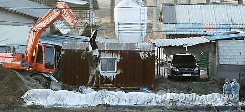 ▲ 15일 오후 경기도 양주시 남면에서 방역당국이 젖소를 살처분하고 있다.ⓒ연합뉴스