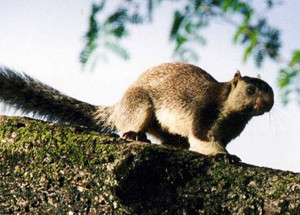 ▲ 암컷 다람쥐가 동물세계에서 가장 성욕이 왕성한 것으로 나타났다.ⓒ유코피아닷컴 캡처