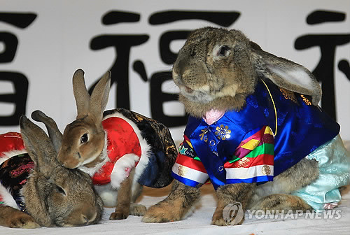 ▲ 신묘년(辛卯年) 토끼해를 앞두고 16일 오전 용인 에버랜드에서 한복을 곱게 차려 입은 토끼들이 포즈를 취하고 있다. 에버랜드는 자이언트 토끼 두 마리 등 토끼들이 한복을 입은 모습을 일반에 공개하고 오는 31일부터는 100여 마리의 토끼를 '토끼와 거북이' 등의 테마로 전시한다. ⓒ연합뉴스