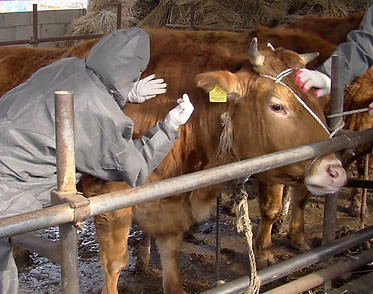 ▲ 전국적으로 구제역 공포가 확산되면서 롯데마트의 통큰갈비 할인이 도마위에 올랐다. ⓒ 연합뉴스