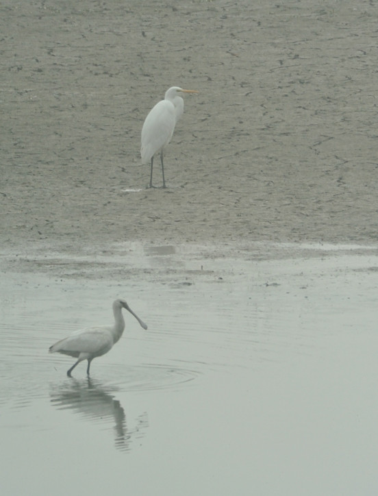 ▲ 금강 행복2공구에 찾아온 천연기념물 저어새(아래)