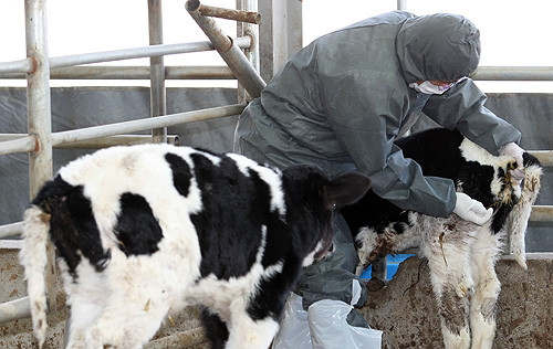 ▲ 지난 6일 파주연천축협동물병원의 김희원(남·51) 공수의가 이 송아지에 구제역 예방백신을 접종하는 모습 ⓒ 뉴데일리