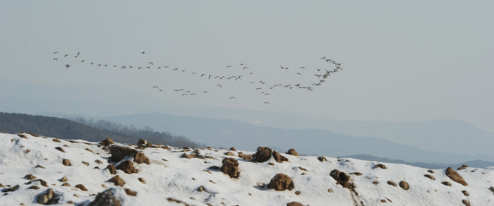 ▲ 3공구 현장인 여주군 대신면 양촌리에서 하늘을 나는 오리떼.