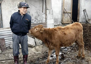 ▲ 죽어가면서도 새끼에게 젖을 물린 어미소의 모정이 눈길을 끌고 있다. ⓒ 연합뉴스