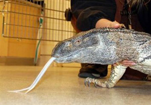 ▲ 미국 캘리포니아주 리버사이드에서 고질라와 비슷한 몬스터 파충류가 발견됐다.ⓒ유코피아닷컴 캡처