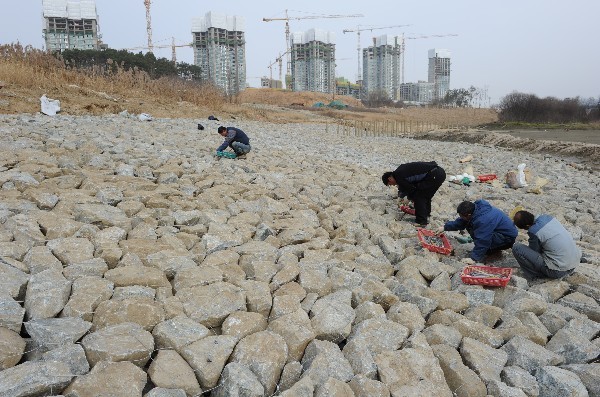 ▲ 금강 행복1공구 금남보 상류지역에서 제방을 보호하기 위한 스톤매트릭스 설치작업이 한창이다. 제방에서 강물까지 거리가 좁아 침식우려가 있는 곳은 이렇게 호안(강안을 보호)구조물을 설치한다.