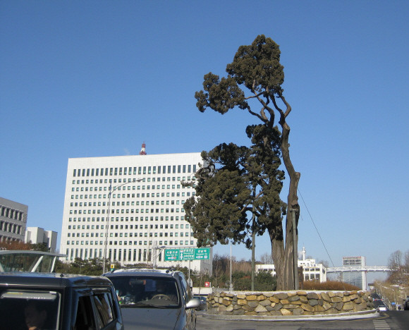 ▲ 서초동 대법원 향나무, 수령 872년 6개월