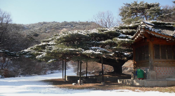▲ 종로구 부암동 석파정 소나무, 수령 180년