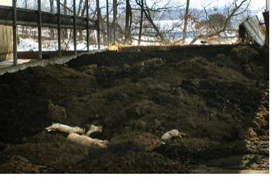 ▲ 11일 한겨레 신문이 보도한 분뇨 위에 버려진 폐사된 돼지 시체들. 경기도는 이에 대해 