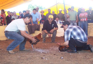 ▲ 투계 모습.ⓒ유코피아닷컴 캡처