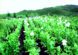 ▲ 북한 평남 대흥군 군 관할지역 내에서 대량 생산되고 있는 양귀비.ⓒ자료사진