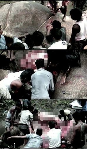 ▲ 인도에서 17명의 사람을 잡아먹은 식인 코끼리를 부검하는 동영상이 인터넷상에서 화제다. ⓒ해당 동영상 캡처