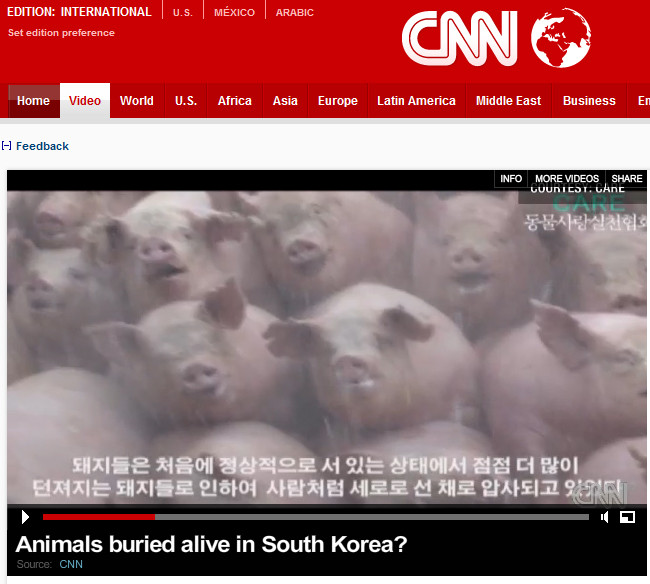 ▲ CNN에 보도된 구제역으로 매몰되는 돼지들의 모습 ⓒ CNN 홈페이지 캡쳐