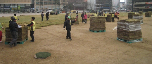 ▲ 지난주 시작된 서울광장 잔디 교체 작업 모습 ⓒ 뉴데일리