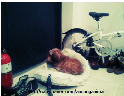 ▲ 효리엄마를 기다리는 순심이의 모습.ⓒ안성평강공주보호소