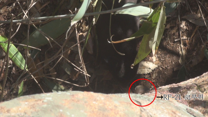 ▲ 동면굴 밖으로 코를내밀고 있는 야생반달곰 새끼.