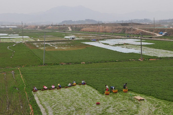 ▲ 나주시 노안면 일대의 미나리밭. 지난해 수확철 모습이다.
