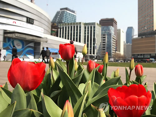 ▲ 4일 서울광장에 한-네덜란드 수교 50주년을 맞아 네덜란드가 서울광장에 기증한 튤립이 활짝 펴 지나는 시민들의 눈을 즐겁게 하고 있다. ⓒ 연합뉴스