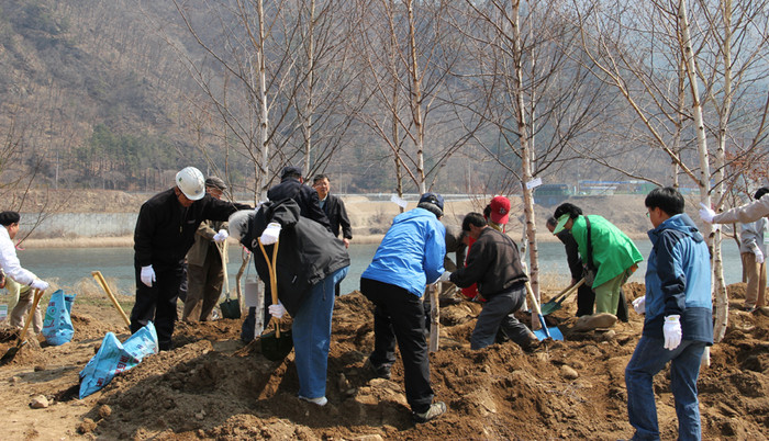 ▲ 문인들이 자작나무를 심고 있다. 자작나무는 문학인들이 좋아하는 나무로 알려져 있다.