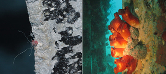 ▲ 천안함 어뢰추진체에 붙어 있던 물체(왼쪽)와 암반에 붙어 있는 붉은 멍게(오른쪽)의 모습.ⓒ국방부 제공
