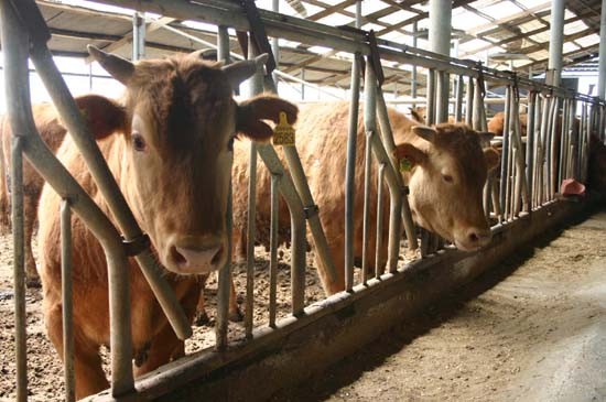 ▲ 지난달 24일 구제역 등 축산 매뉴얼이 완전히 개편됐다. ⓒ 자료사진